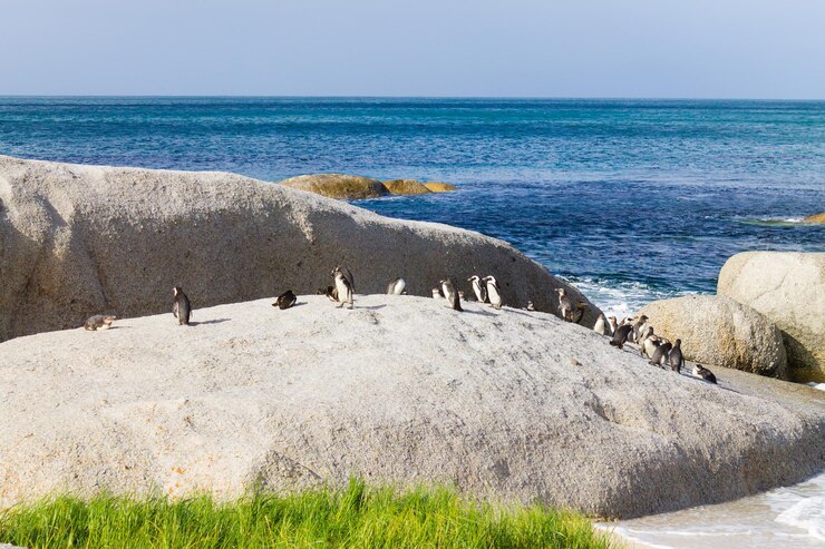 african penguin colony