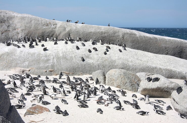 colony boulders penguins