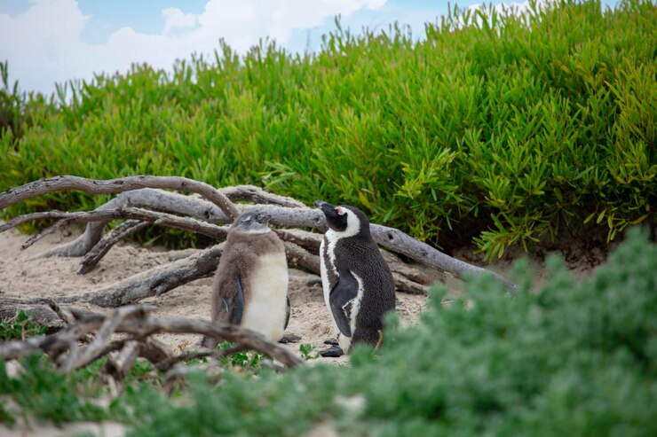 penguins beach cape town